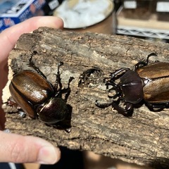 【希少種】マルガリータヒナカブト•ペア
