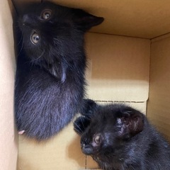 黒猫子猫2匹