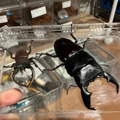 スマトラオオヒラ•オス単品の画像