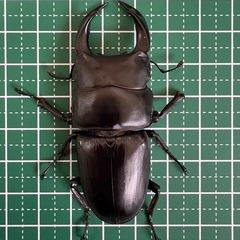 【B品】オオクワガタ♂（66.9mm）