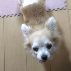 8歳の、人懐っこいチワワのメスです。