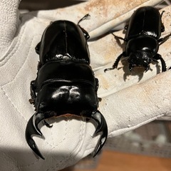 アンタエウスオオクワガタ•ペア