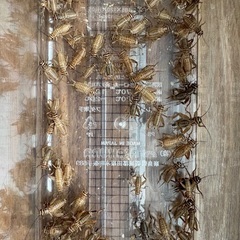 お話し中…コオロギ  生餌　爬虫類　餌