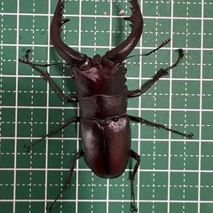 【即ブリ】ノコギリクワガタ♂（60.5mm）
