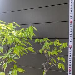 樹齢30年以上　欅　けやき　寄植え　盆栽　高さ70センチ　鉢付きの画像