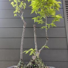 樹齢30年以上　欅　けやき　寄植え　盆栽　高さ70センチ　鉢付きの画像