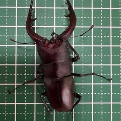 【即ブリ】ノコギリクワガタ♂（57.9mm）