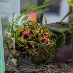 フウの実 モスボール 3個の画像
