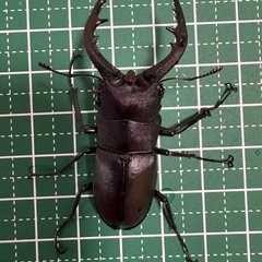 【即ブリ】ノコギリクワガタ♂（52.7mm）