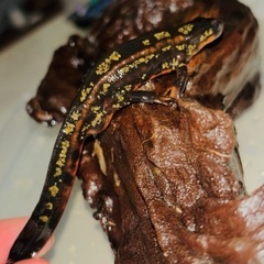 CBオキナワシリケンイモリ２匹　おまけ１匹の画像