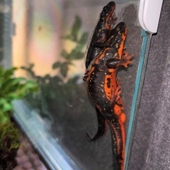 CBオキナワシリケンイモリ２匹　おまけ１匹の画像