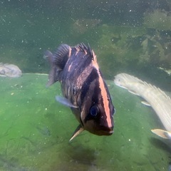 ダトニオプラス 35cm 10cm