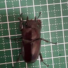 【即ブリ】ノコギリクワガタ♀（33.2mm）