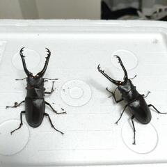 ギラファノコギリクワガタ　♂2匹