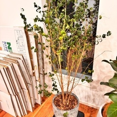 観葉植物　鉢付き