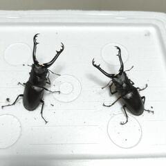 ギラファノコギリクワガタ　♂2匹