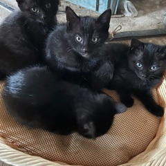 黒猫兄弟の里親を募集しています