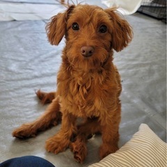 ミックス犬の男の子