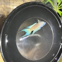 ハイブリッドパラダイスフィッシュの画像