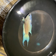 ハイブリッドパラダイスフィッシュ