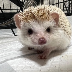 ハリネズミ里親募集