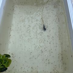 ６月１日に北本市にてメダカすくい、対面販売行います　5/29追記の画像