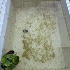 ６月１日に北本市にてメダカすくい、対面販売行います　5/29追記の画像