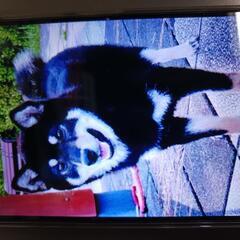 飼い主さんが飼えなくなった黒柴ちゃんです