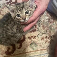 決まりました　キジトラ子猫