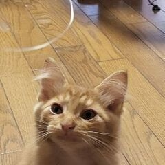 3月12日生まれの茶トラちゃん🐱