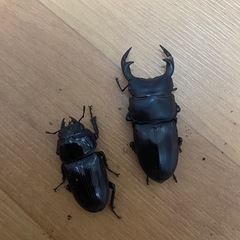 久留米産オオクワガタペア