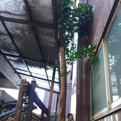 🌳埼玉の皆様へ！「その木…放置してませんか？」