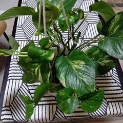 観葉植物ポトス