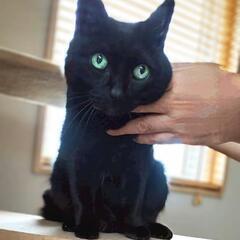 グリーンアイの黒猫レデイ