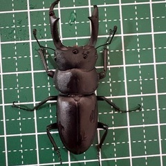 【B品】コクワガタ♂（44.0mm）