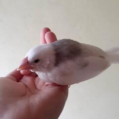 白文鳥