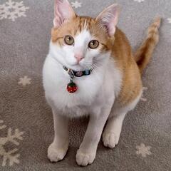 茶白 子猫(ナッツ君)②