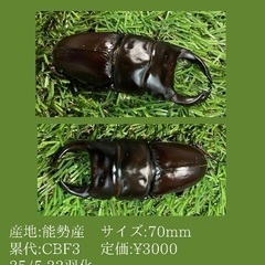 国産オオクワガタ(能勢産)♂単