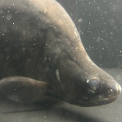 熱帯魚　スポッテッドナイフフィッシュ 
