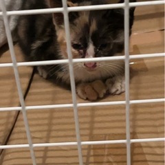 急募！生後30日くらいの三毛ちゃん