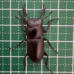【即ブリ】コクワガタ♂（36.2mm）