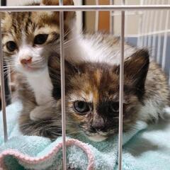 お家を探しています