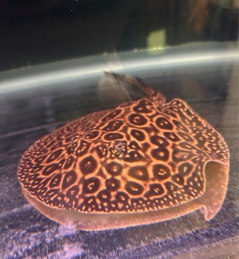 クロコダイルスティングレイ