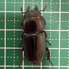 【B品】本土ヒラタクワガタ♀（29.4mm）