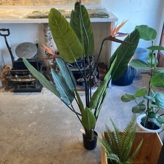 観葉植物　フェイクグリーン　ストレリチア 
