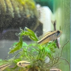 アピストグラマ　アガシジィ　クリペア産　F2　5匹の画像