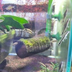 アピストグラマ　アガシジィ　クリペア産　F2　5匹の画像