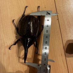 モロンオオカブトの画像
