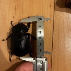 モロンオオカブトの画像