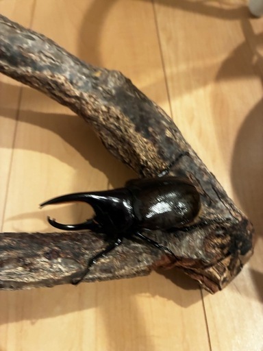 モロンオオカブト